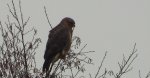 Myszołów zwyczajny, myszołów (Buteo buteo buteo)