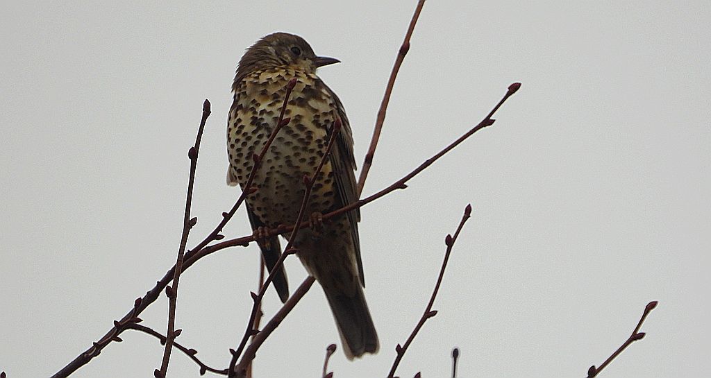 Paszkot (Turdus viscivorus)