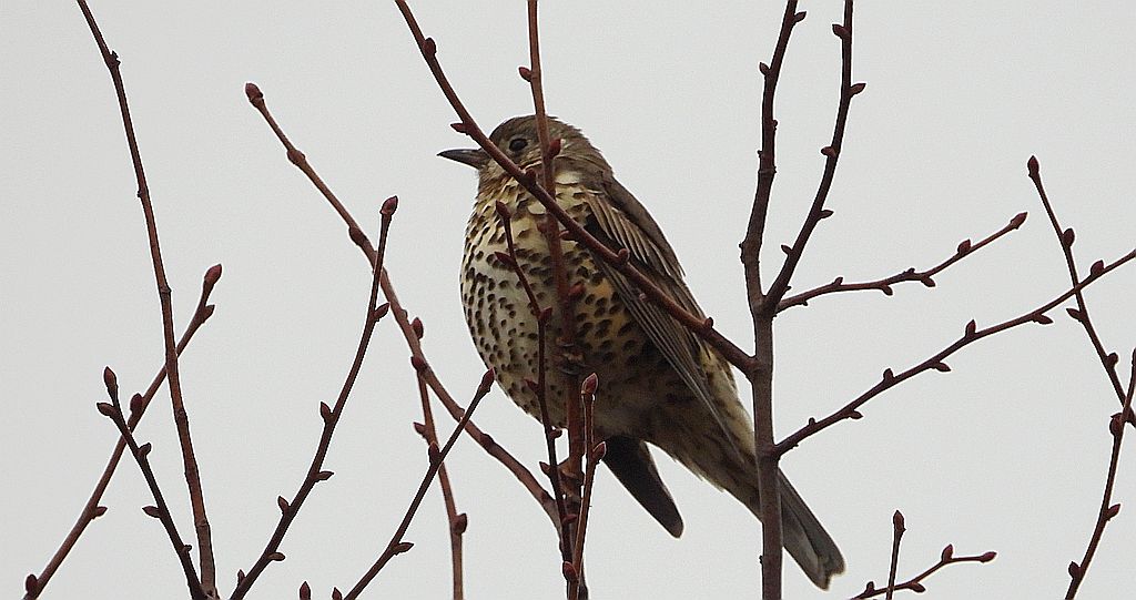 Paszkot (Turdus viscivorus)