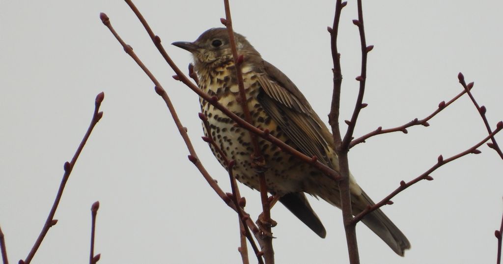 Paszkot (Turdus viscivorus)