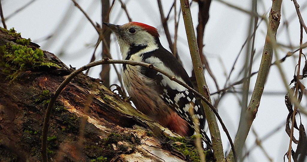 Dzięcioł średni (Dendrocoptes medius)