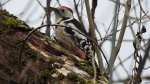 Dzięcioł średni (Dendrocoptes medius)