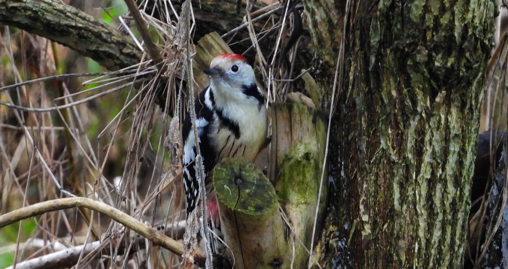 Dzięcioł średni (Dendrocoptes medius)