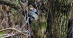 Dzięcioł średni (Dendrocoptes medius)