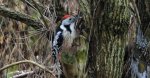 Dzięcioł średni (Dendrocoptes medius)