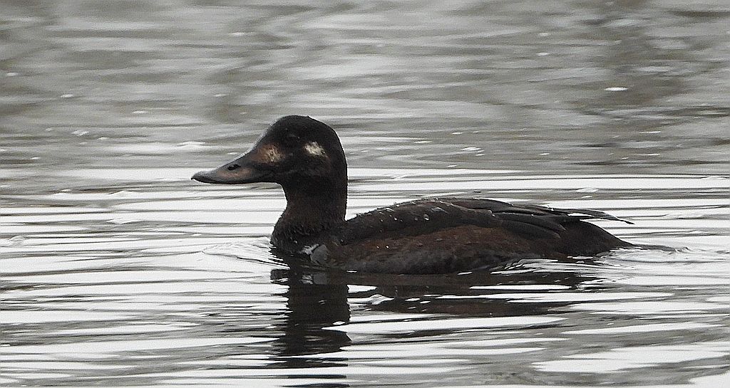 Uhla zwyczajna, uhla (Melanitta fusca)