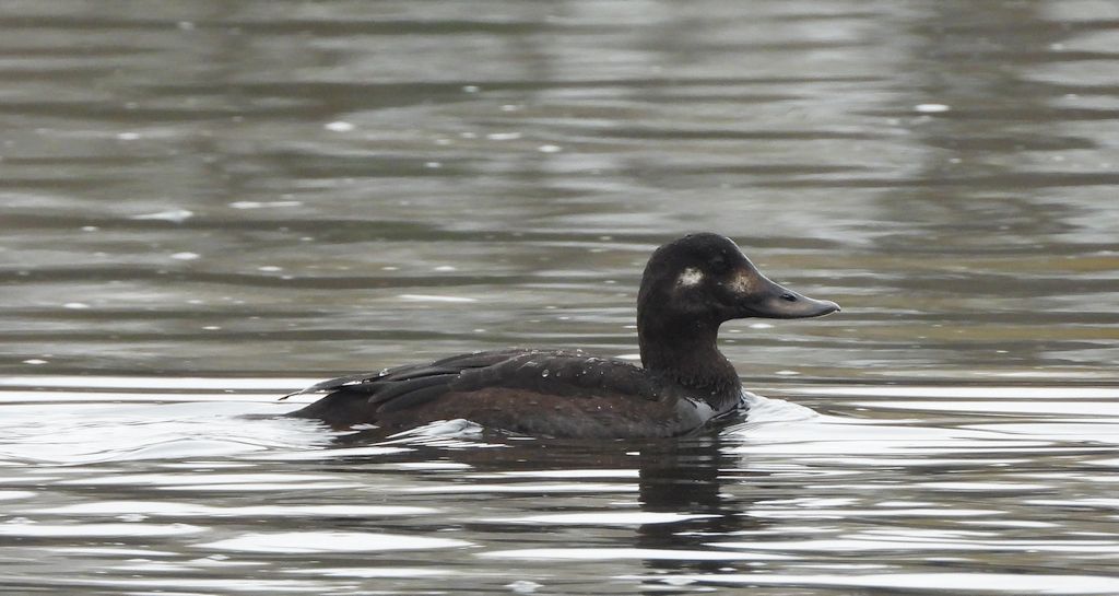 Uhla zwyczajna, uhla (Melanitta fusca)