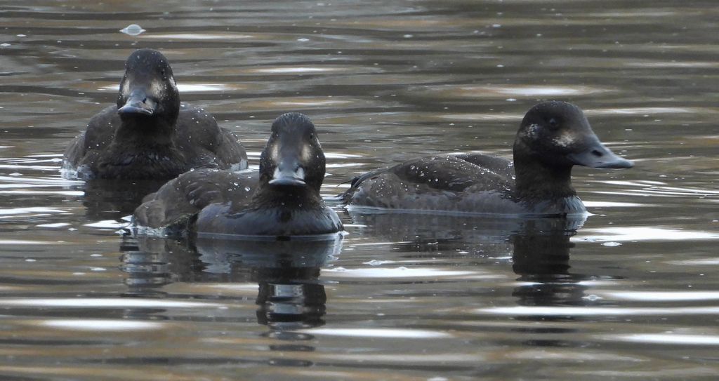 Uhla zwyczajna, uhla (Melanitta fusca)