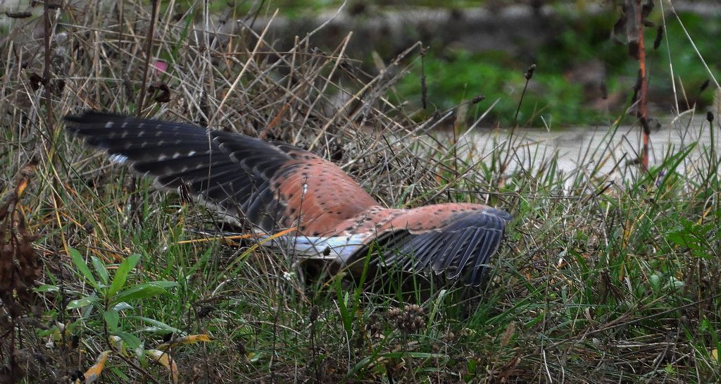 Pustułka zwyczajna, pustułka, sokół pustułka (Falco tinnunculus)