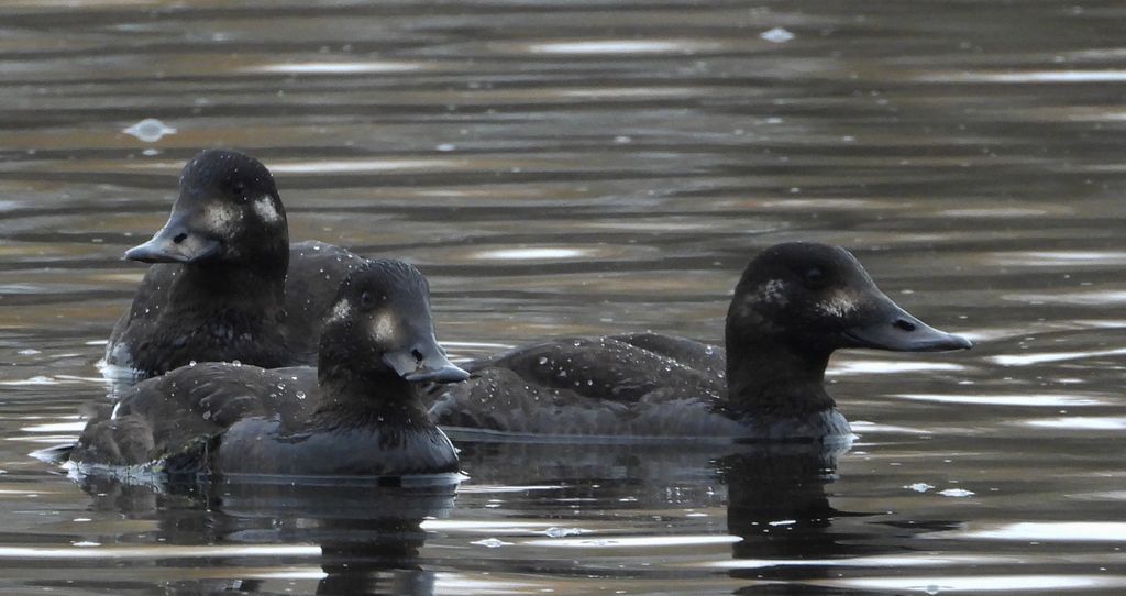 Uhla zwyczajna, uhla (Melanitta fusca)
