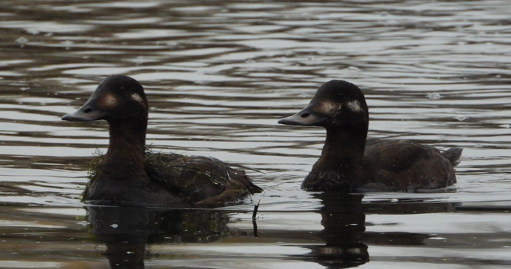 Uhla zwyczajna, uhla (Melanitta fusca)
