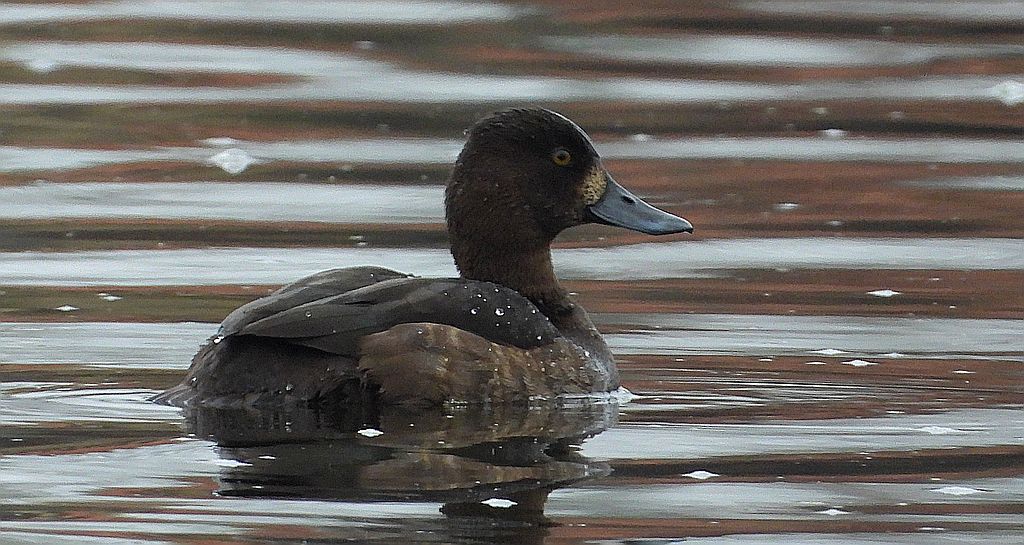 Czernica, kaczka czernica, kaczka czubata, kaczka czarnoczuba (Aythya fuligula)