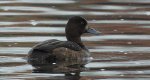 Czernica, kaczka czernica, kaczka czubata, kaczka czarnoczuba (Aythya fuligula)