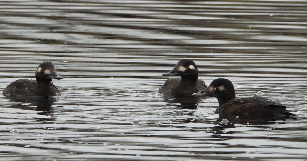 Uhla zwyczajna, uhla (Melanitta fusca)