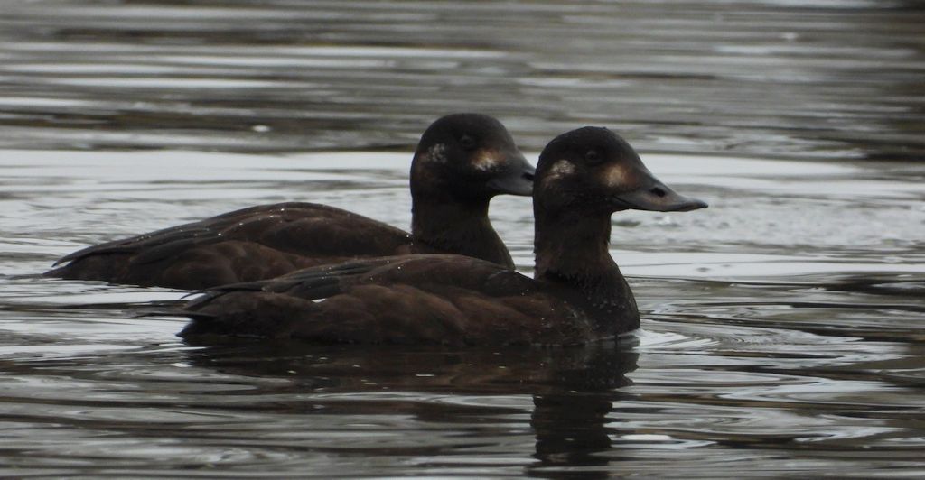 Uhla zwyczajna, uhla (Melanitta fusca)