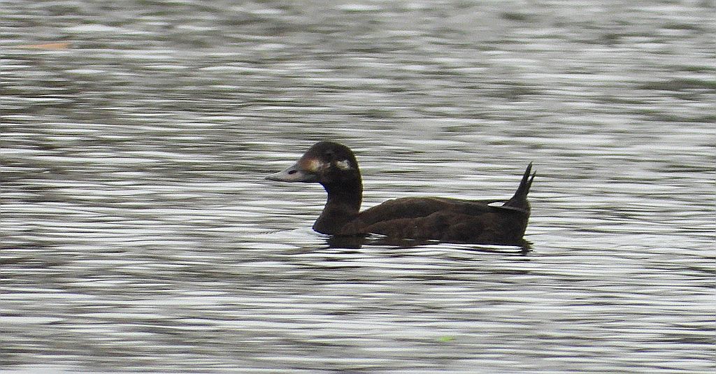 Uhla zwyczajna, uhla (Melanitta fusca)