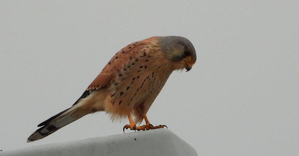 Pustułka zwyczajna, pustułka, sokół pustułka (Falco tinnunculus)