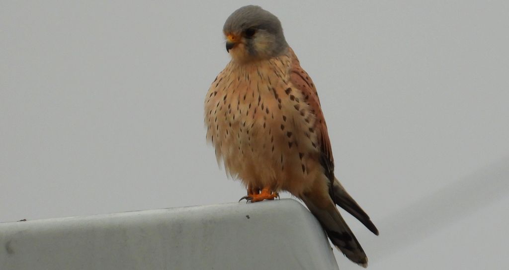 Pustułka zwyczajna, pustułka, sokół pustułka (Falco tinnunculus)