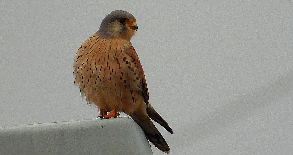 Pustułka zwyczajna, pustułka, sokół pustułka (Falco tinnunculus)