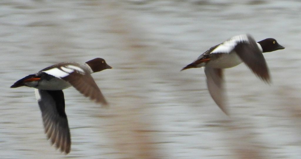 Gągoł, gągoł krzykliwy (Bucephala clangula)