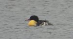 Nurogęś, tracz nurogęś (Mergus merganser)