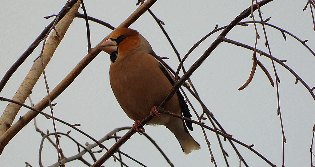 Grubodziób zwyczajny, grubodziób, pestkojad, grabołusk (Coccothraustes coccothraustes)