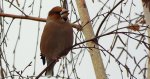 Grubodziób zwyczajny, grubodziób, pestkojad, grabołusk (Coccothraustes coccothraustes)