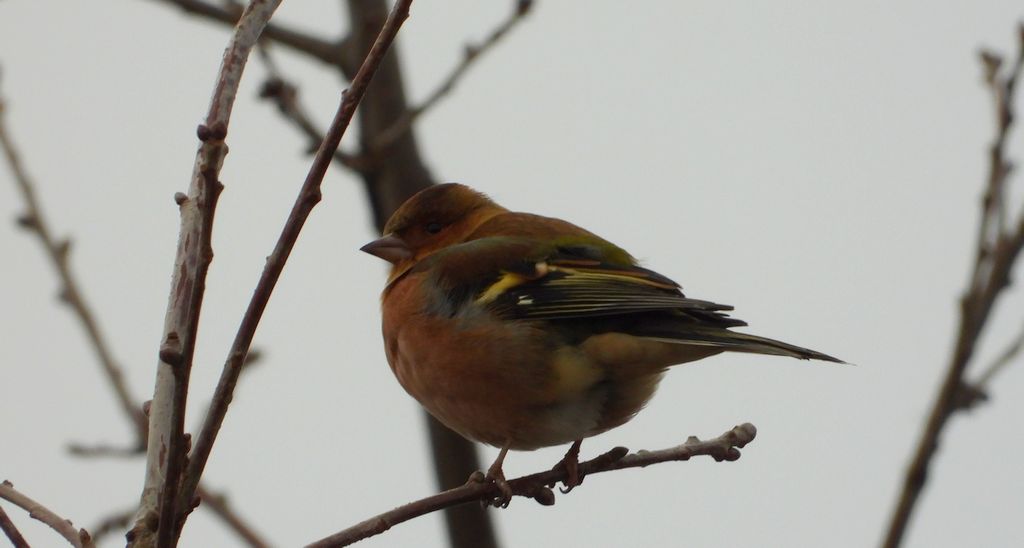 Zięba zwyczajna, zięba (Fringilla coelebs)