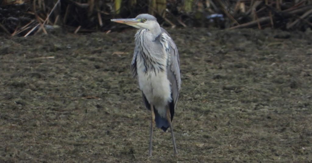 Czapla siwa (Ardea cinerea)