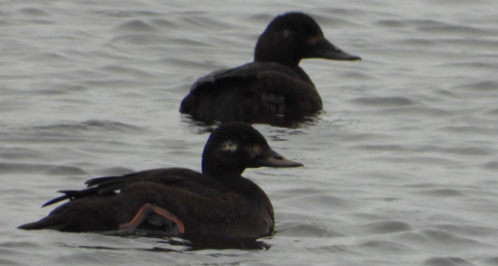 Uhla zwyczajna, uhla (Melanitta fusca)