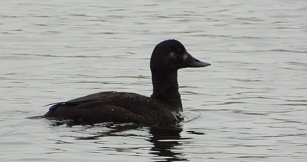 Uhla zwyczajna, uhla (Melanitta fusca)