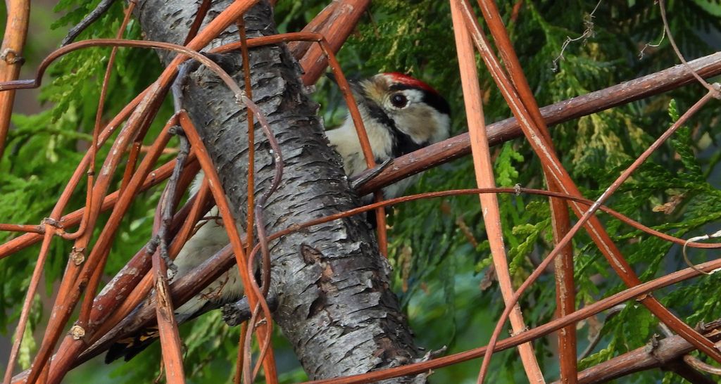 Dzięciołek, dzięcioł mały (Dryobates minor)