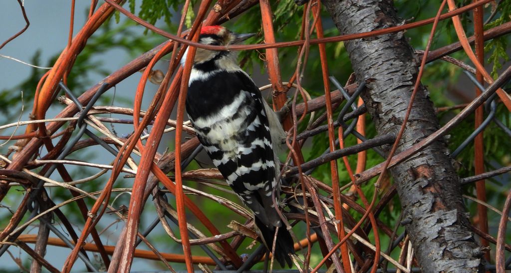 Dzięciołek, dzięcioł mały (Dryobates minor)