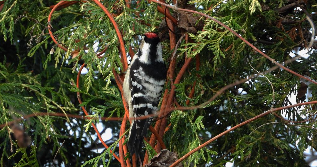 Dzięciołek, dzięcioł mały (Dryobates minor)