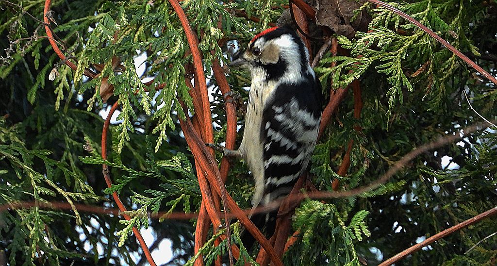 Dzięciołek, dzięcioł mały (Dryobates minor)