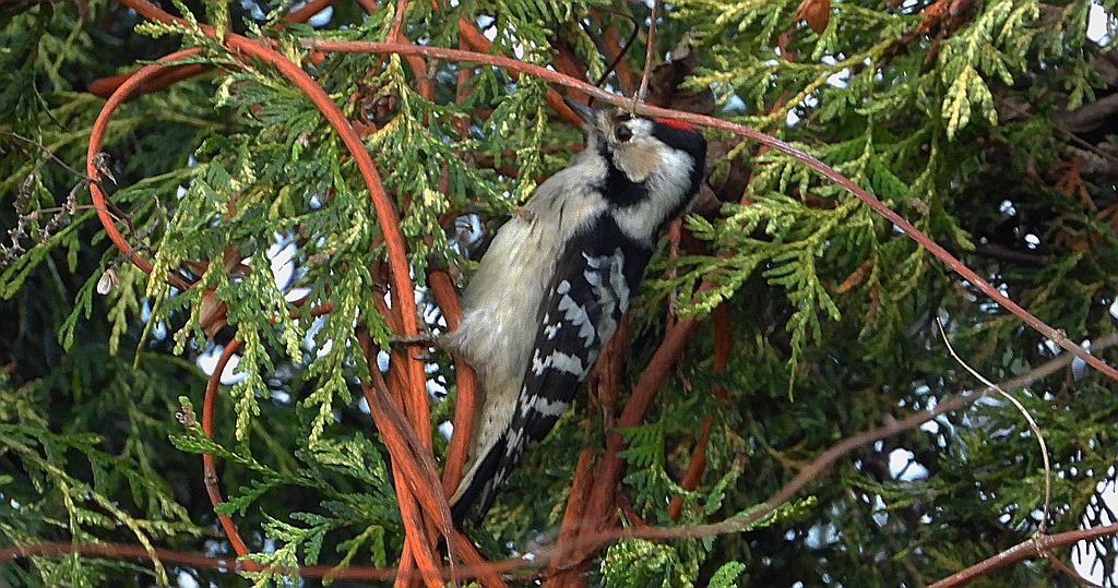 Dzięciołek, dzięcioł mały (Dryobates minor)