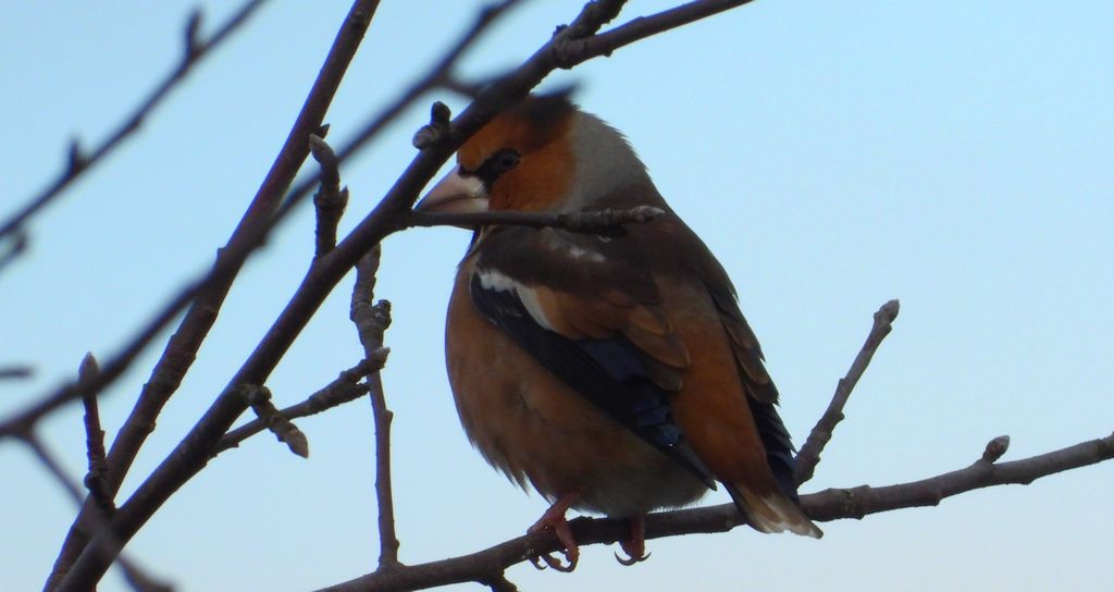 Grubodziób zwyczajny, grubodziób, pestkojad, grabołusk (Coccothraustes coccothraustes)