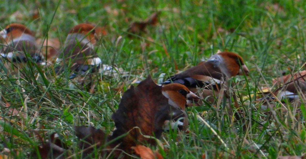 Grubodziób zwyczajny, grubodziób, pestkojad, grabołusk (Coccothraustes coccothraustes)