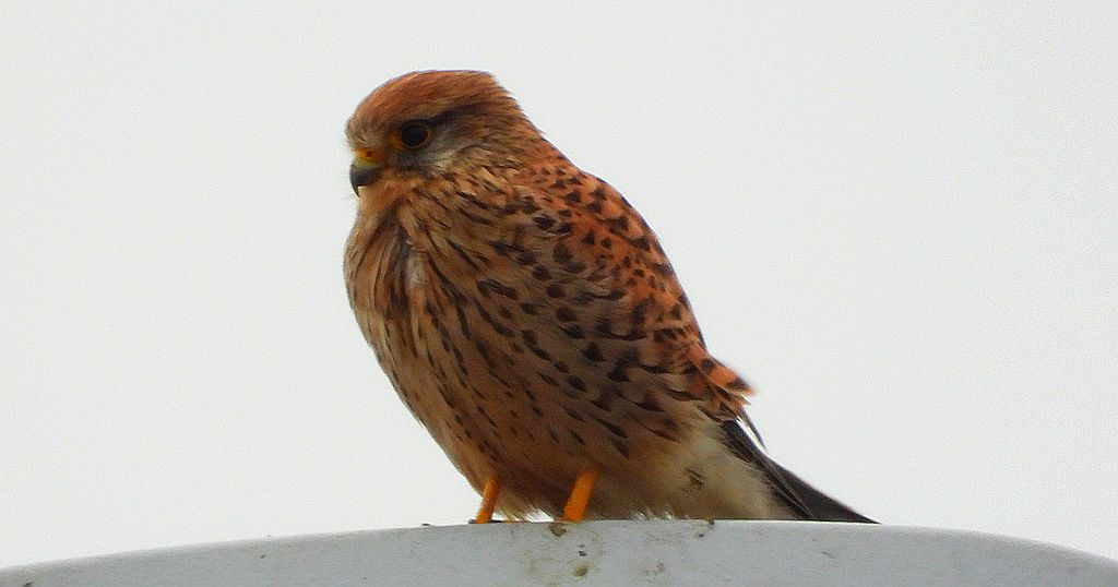 Pustułka, sokół pustułka (Falco tinnunculus)