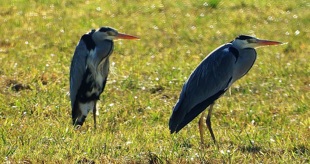 Czapla siwa (Ardea cinerea)