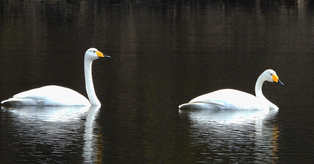 Łabędź krzykliwy (Cygnus cygnus)