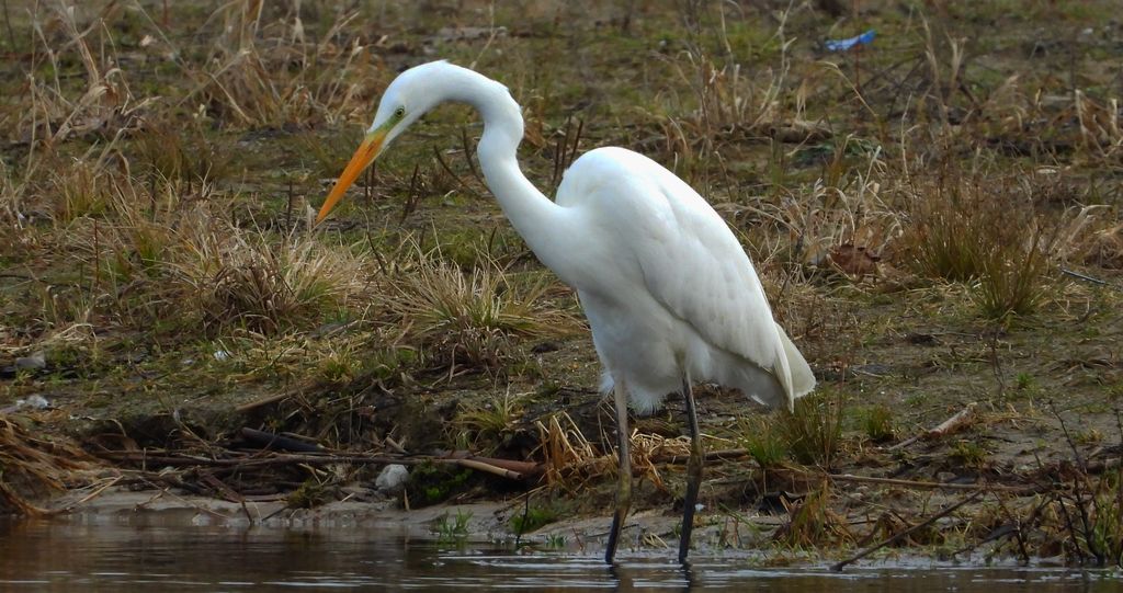 Czapla biała (Ardea alba)