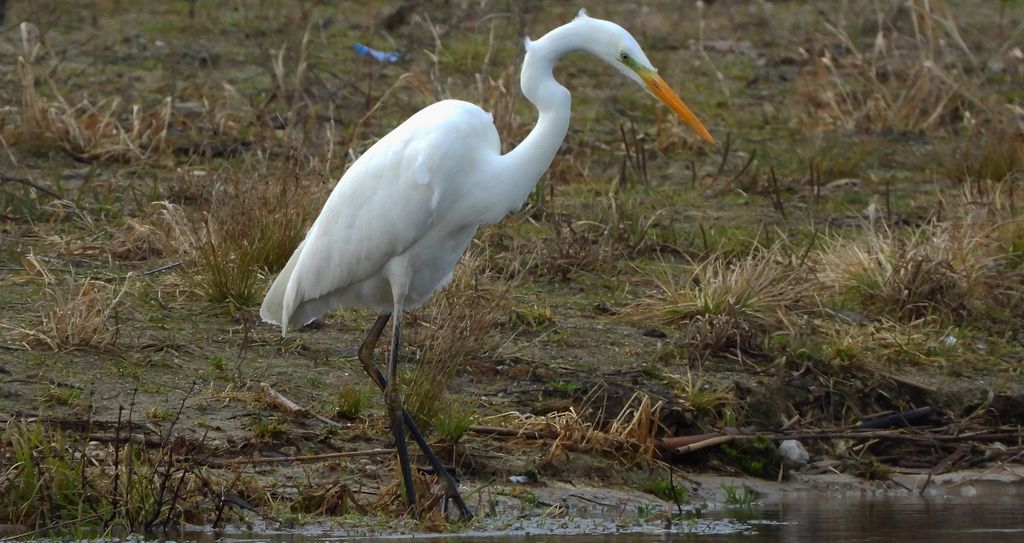 Czapla biała (Ardea alba)