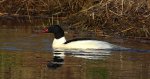 Nurogęś, tracz nurogęś (Mergus merganser)