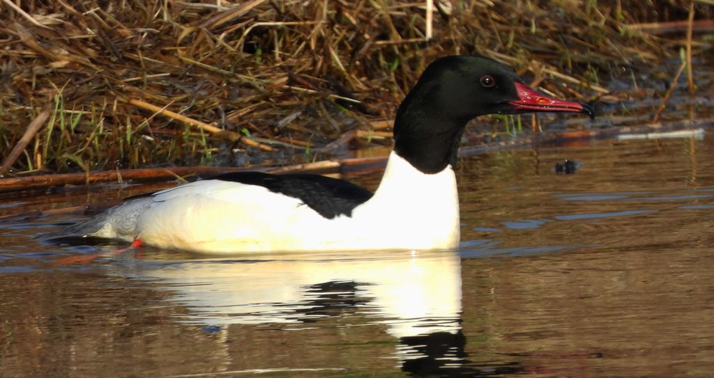 Nurogęś, tracz nurogęś (Mergus merganser)