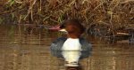 Nurogęś, tracz nurogęś (Mergus merganser)