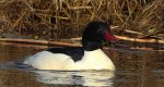 Nurogęś, tracz nurogęś (Mergus merganser)