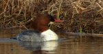 Nurogęś, tracz nurogęś (Mergus merganser)