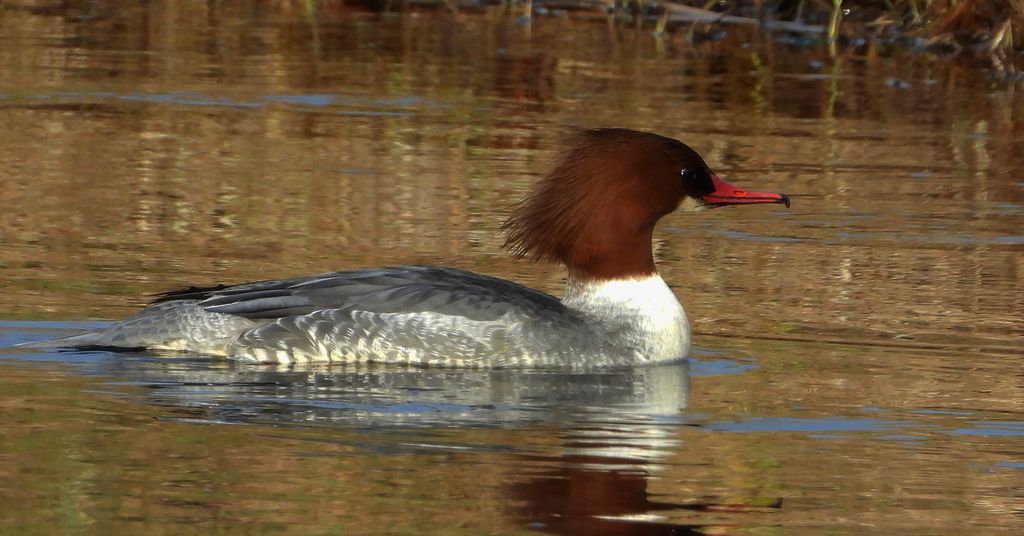 Nurogęś, tracz nurogęś (Mergus merganser)