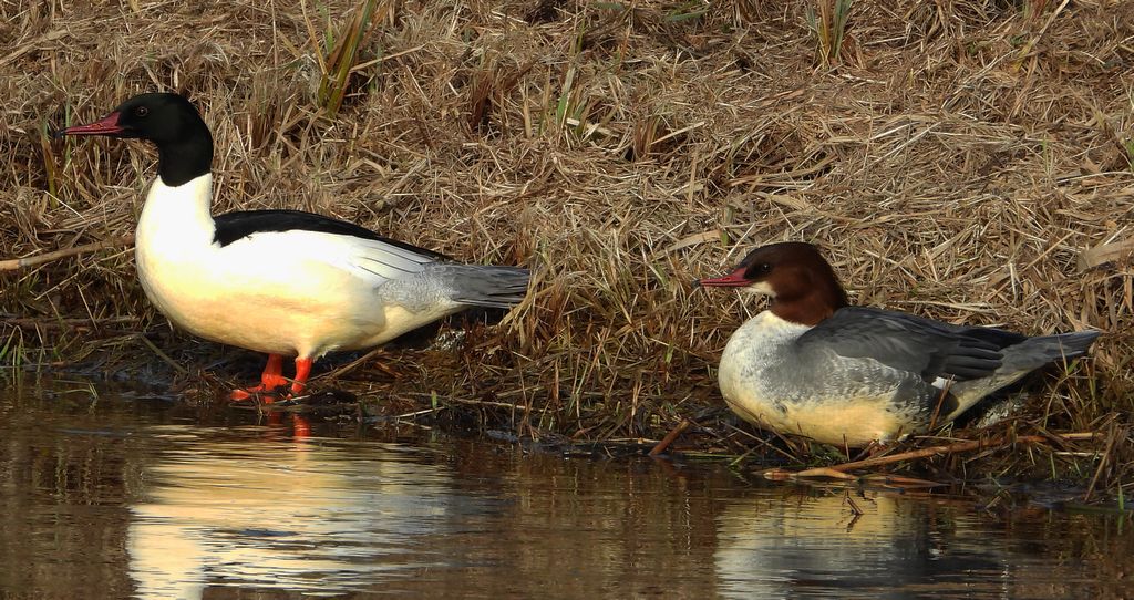Nurogęś, tracz nurogęś (Mergus merganser)
